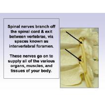 Chiropractic Orientation PowerPoint Presentation Image