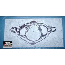 Hand Painted Atlas Superior View Image